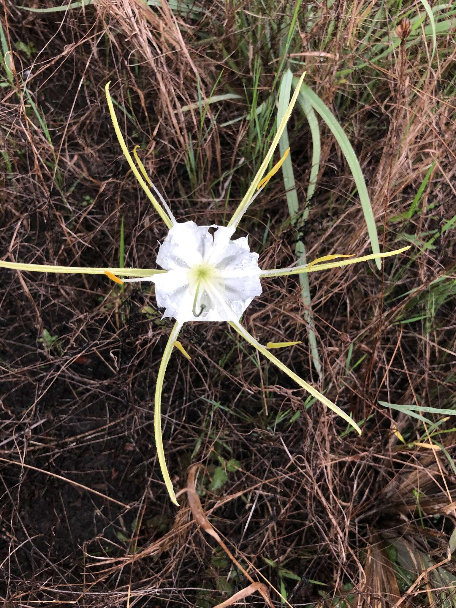 Image of alligatorlily