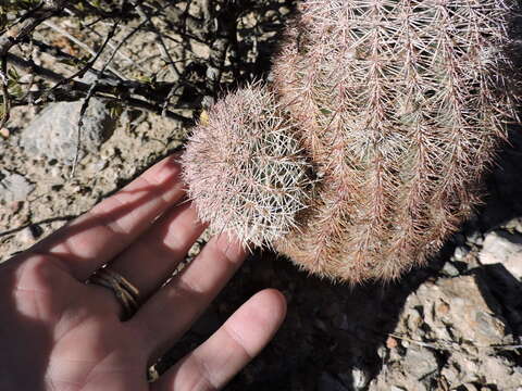 Image of Echinocereus dasyacanthus subsp. dasyacanthus