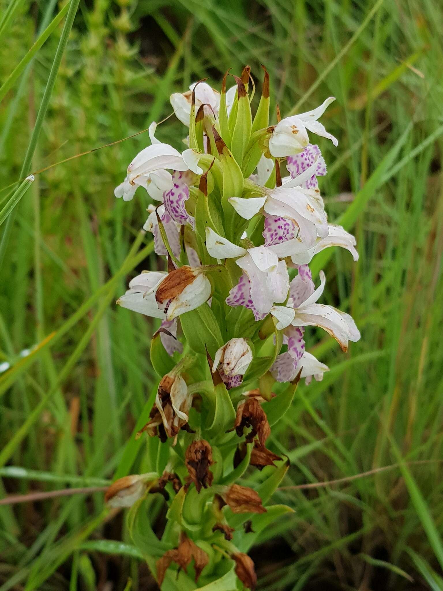 Image de Brachycorythis conica subsp. transvaalensis Summerh.