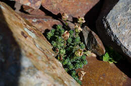 Image of Saxifraga oppositifolia subsp. paradoxa D. A. Webb