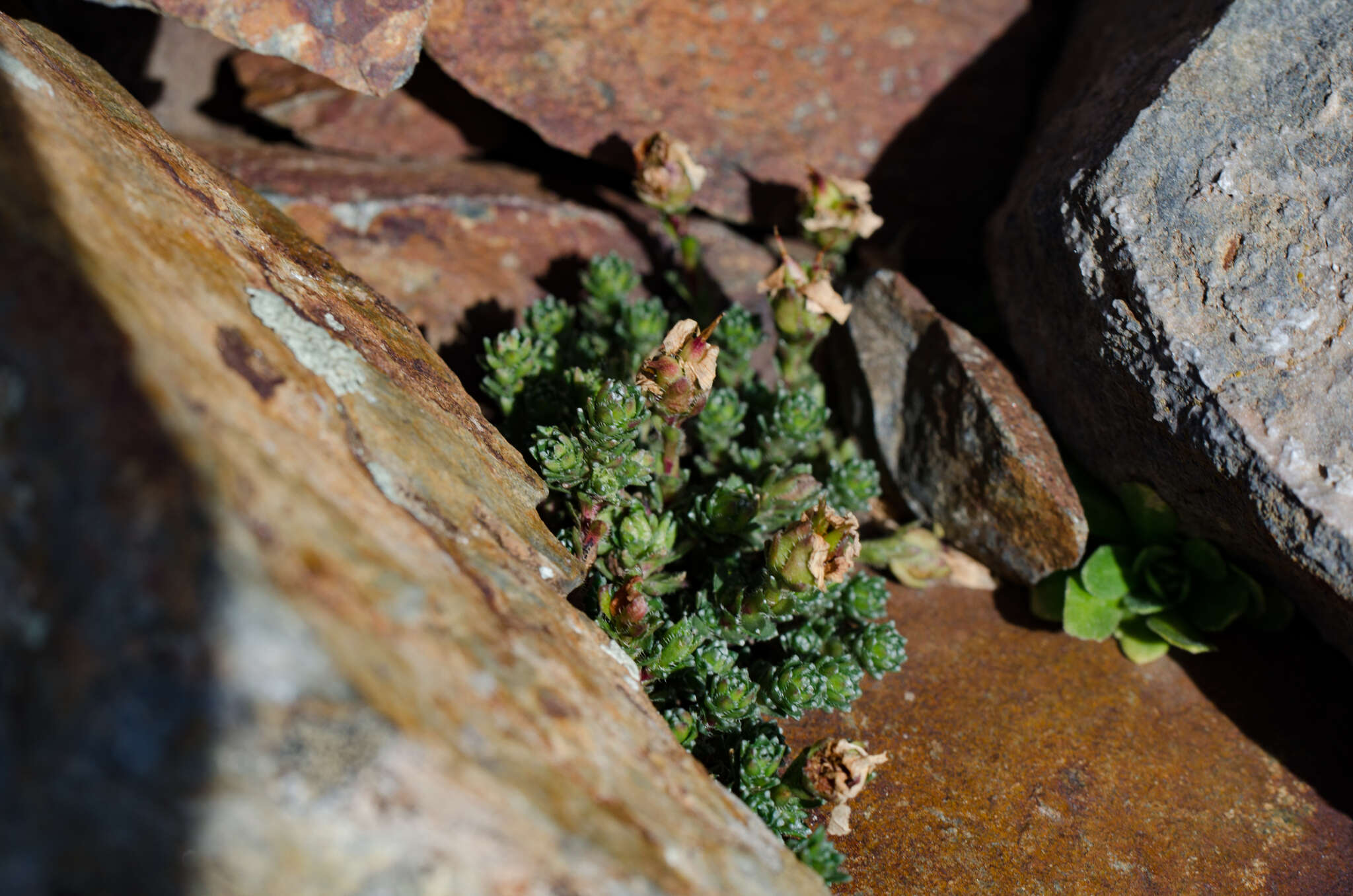 Image of Saxifraga oppositifolia subsp. paradoxa D. A. Webb