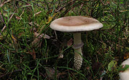 Image of Stropharia hornemannii (Fr.) S. Lundell & Nannf. 1934