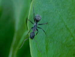 Image of Camponotus micans (Nylander 1856)