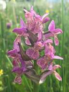 Image de Dactylorhiza ruppertii (M. Schulze) Borsos & Soó