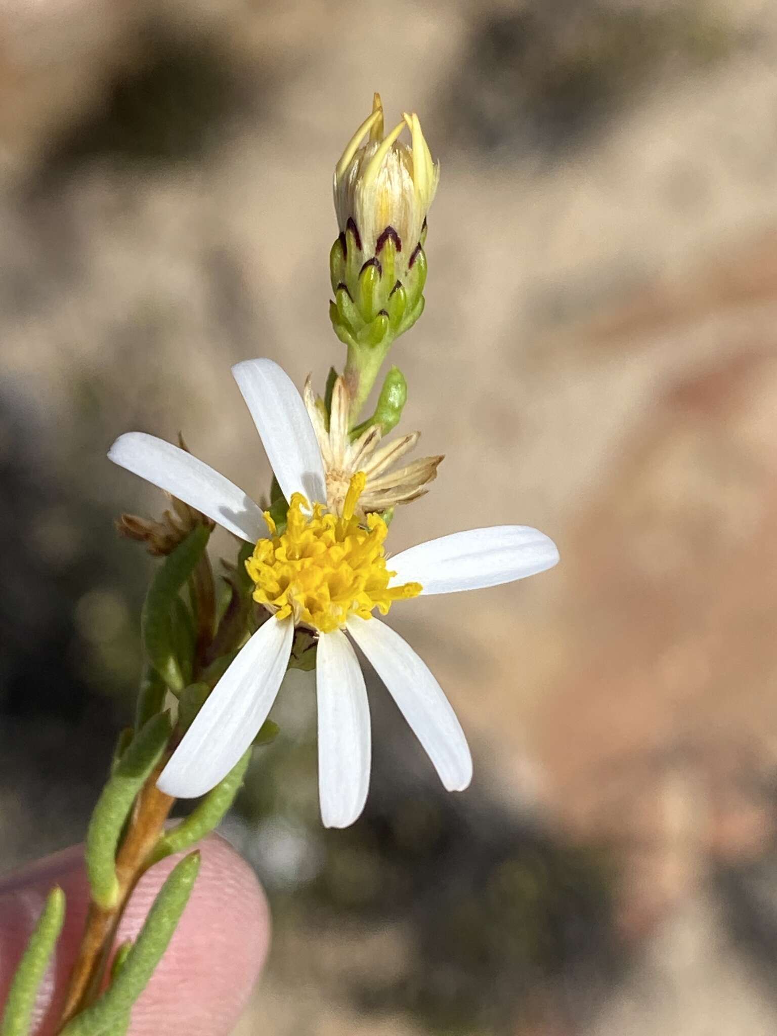 Image of Felicia filifolia subsp. bodkinii (Compton) Grau