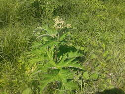 Image of Heracleum dissectum Ledeb.