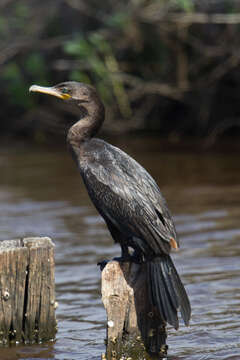 Image of Neotropic Cormorant