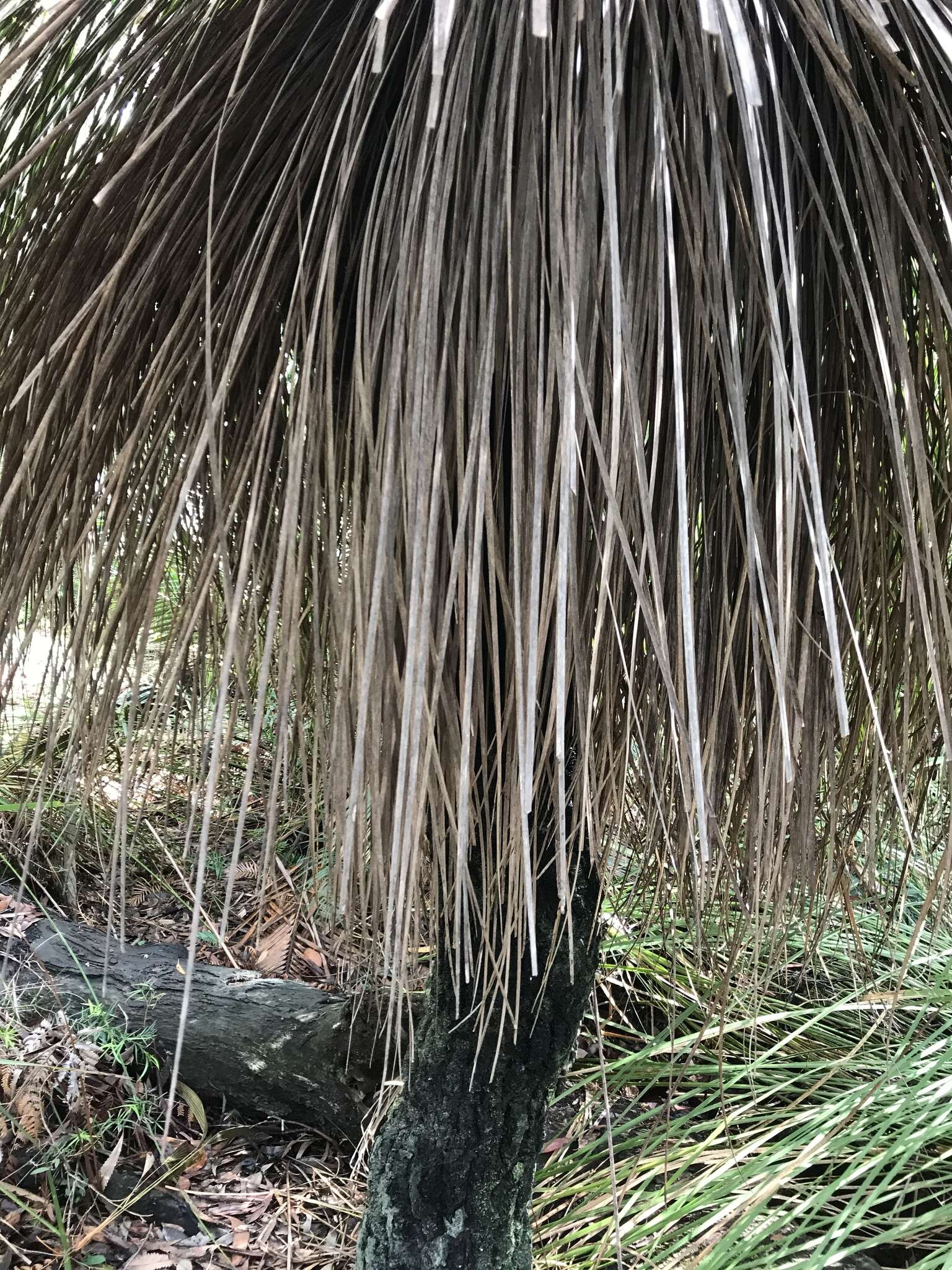 Image of Xanthorrhoea arborea R. Br.