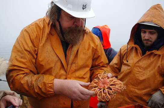 Gorgonocephalus arcticus Leach 1819 resmi