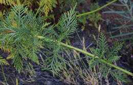 Image of Lavandula canariensis subsp. palmensis Upson & S. Andrews