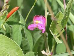 Image of spotted bean