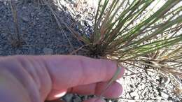 Image of Hordeum capense Thunb.