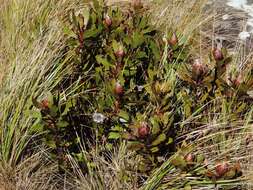 Imagem de Protea inyanganiensis Beard