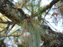 Image of False Weymouth Pine