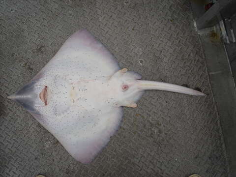 Image of New Zealand rough skate