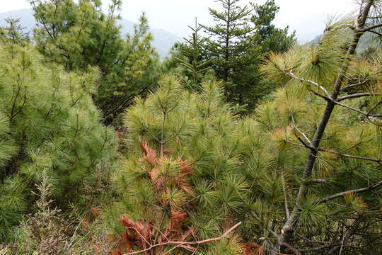 Image of Pinus armandii var. mastersiana (Hayata) Hayata