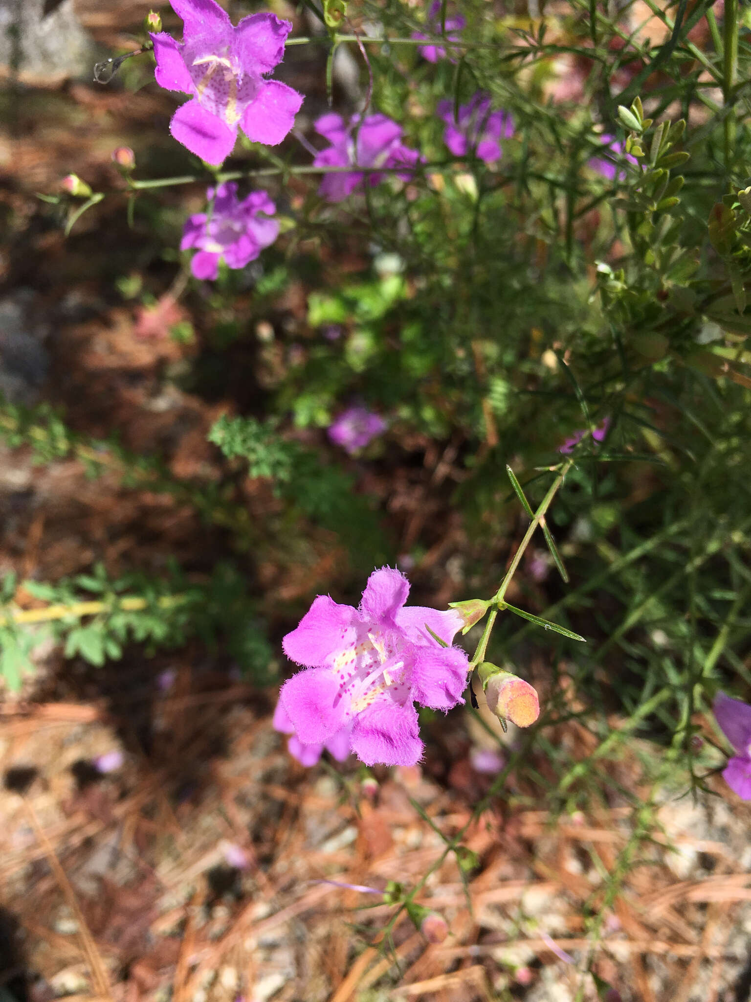 Image of purple false foxglove