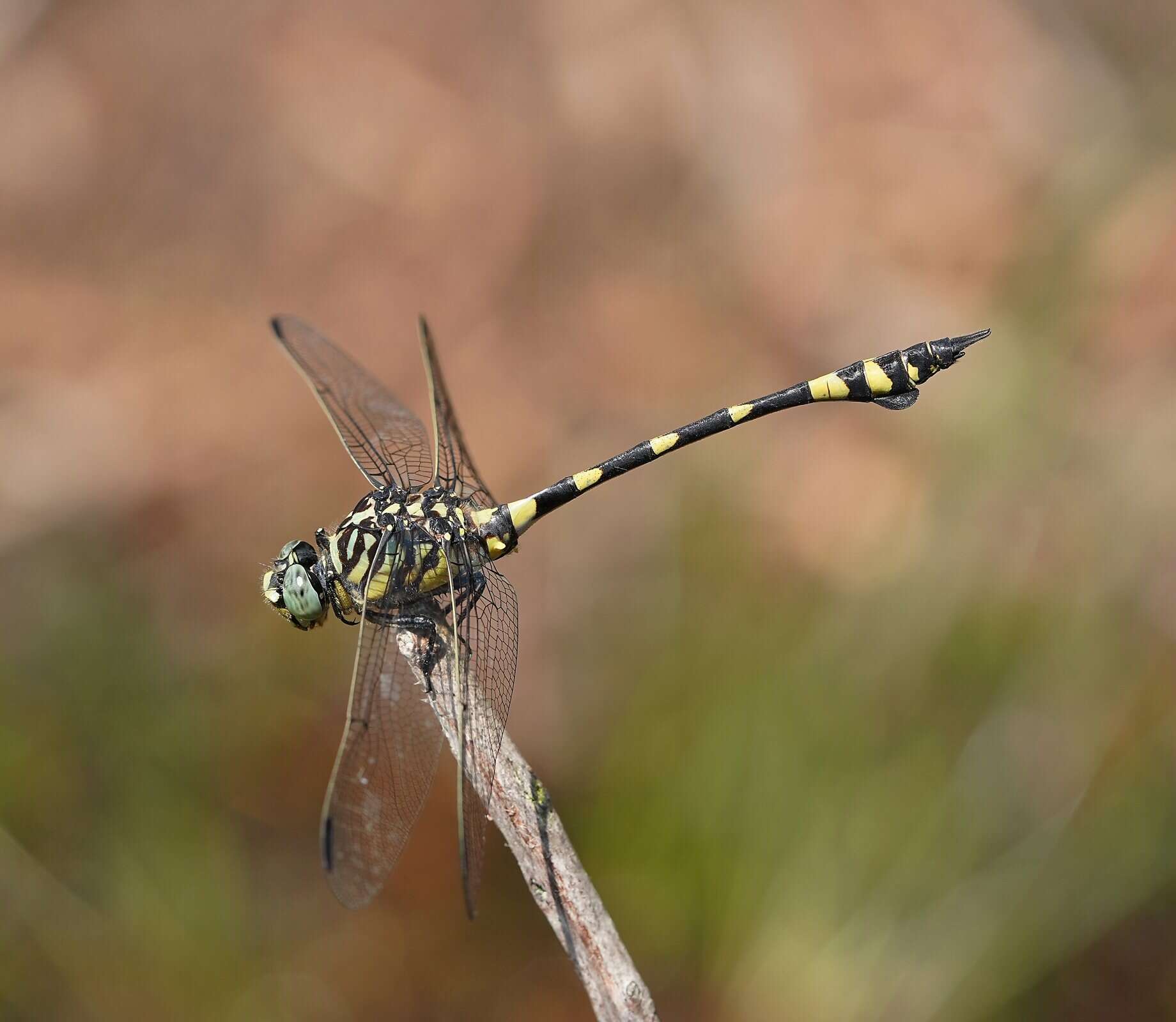 Image of Ictinogomphus australis (Selys 1873)