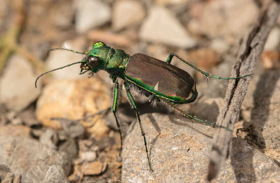 Imagem de Cicindela (Cicindela) splendida Hentz 1830