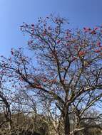 Image of Common Coral tree