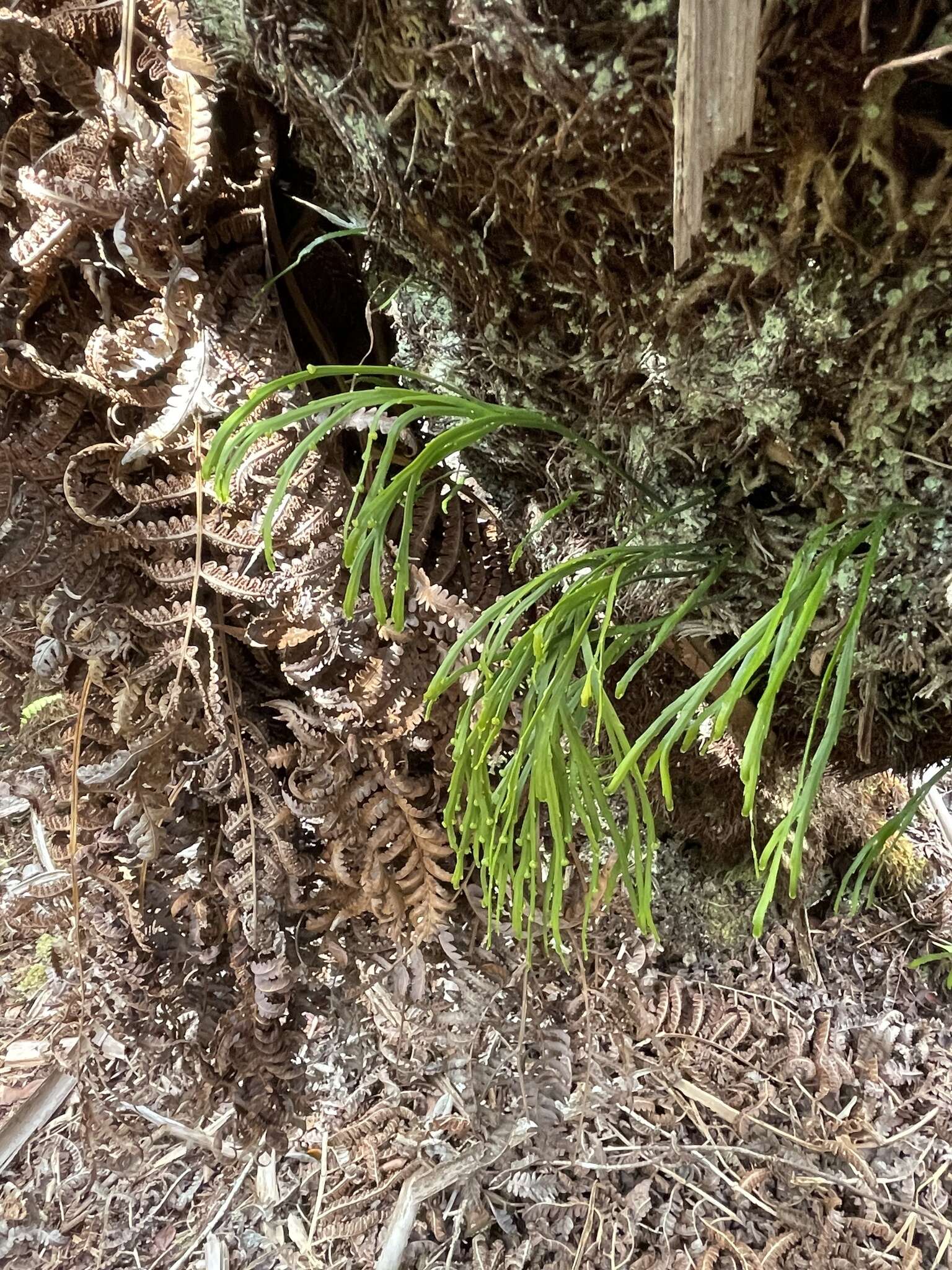 Image of flatfork fern