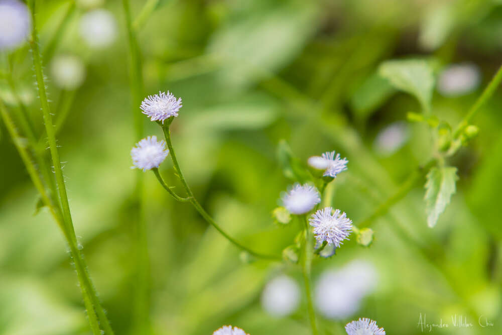 Plancia ëd Ageratum gaumeri B. L. Rob.