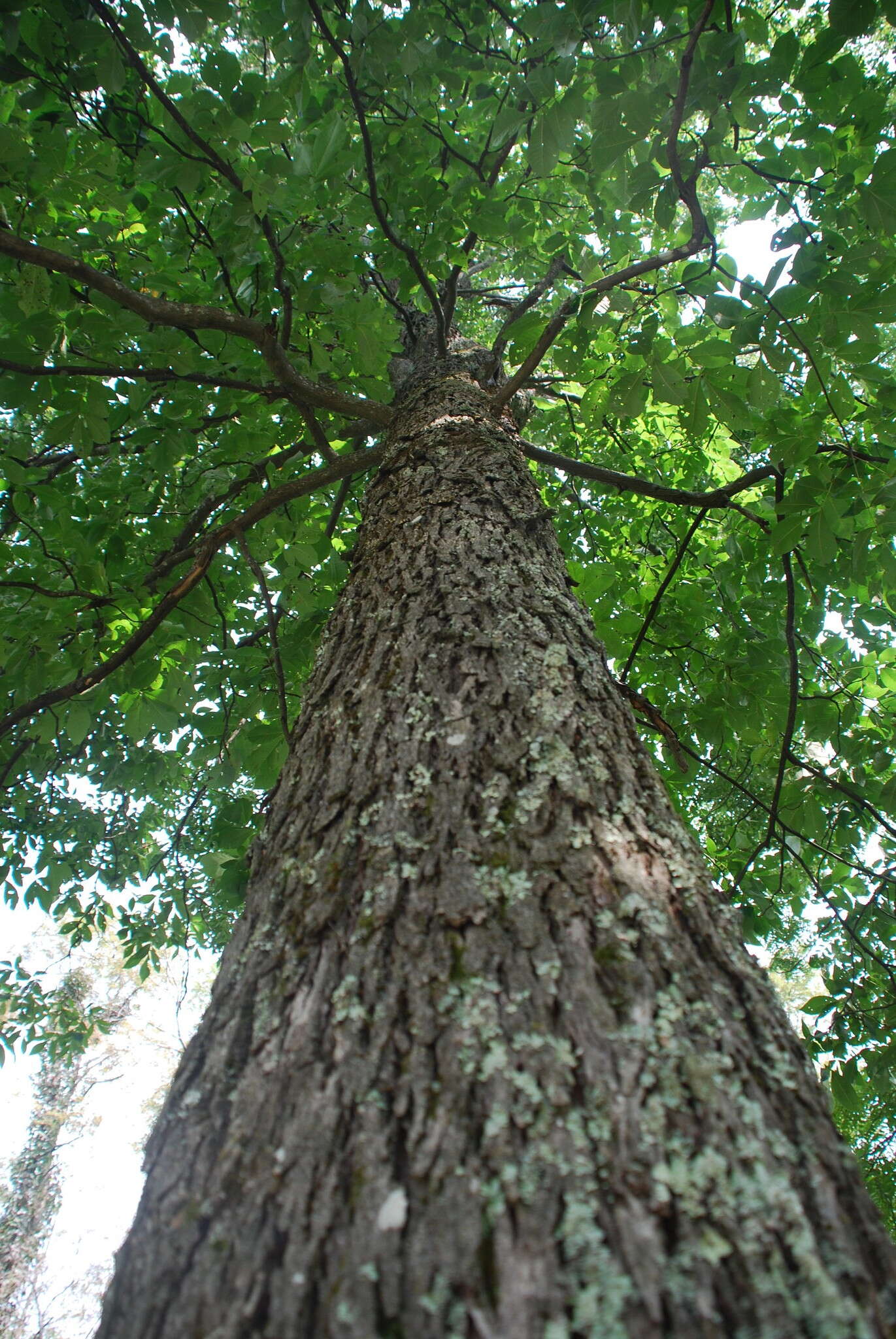 Image of Red Hickory