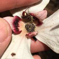 Image of bigflower pawpaw