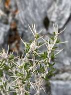 Image of striped cottonthorn