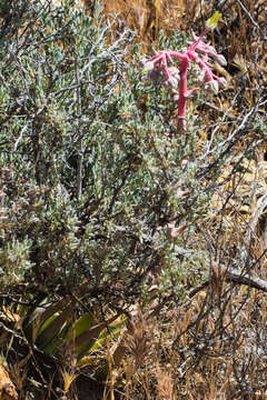 Sivun Dudleya saxosa subsp. aloides (Rose) Moran kuva