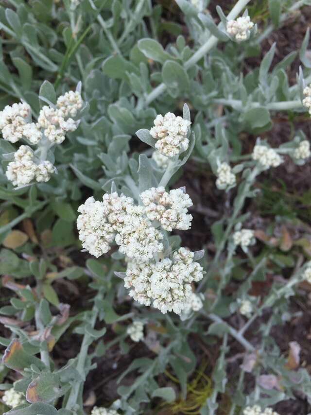 Слика од Helichrysum crispum (L.) D. Don