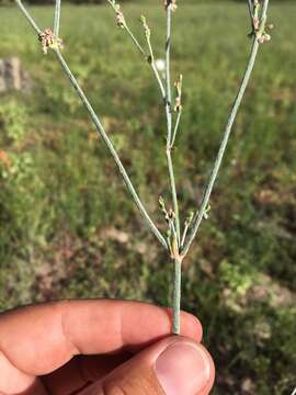 Imagem de Eriogonum polycladon Benth.