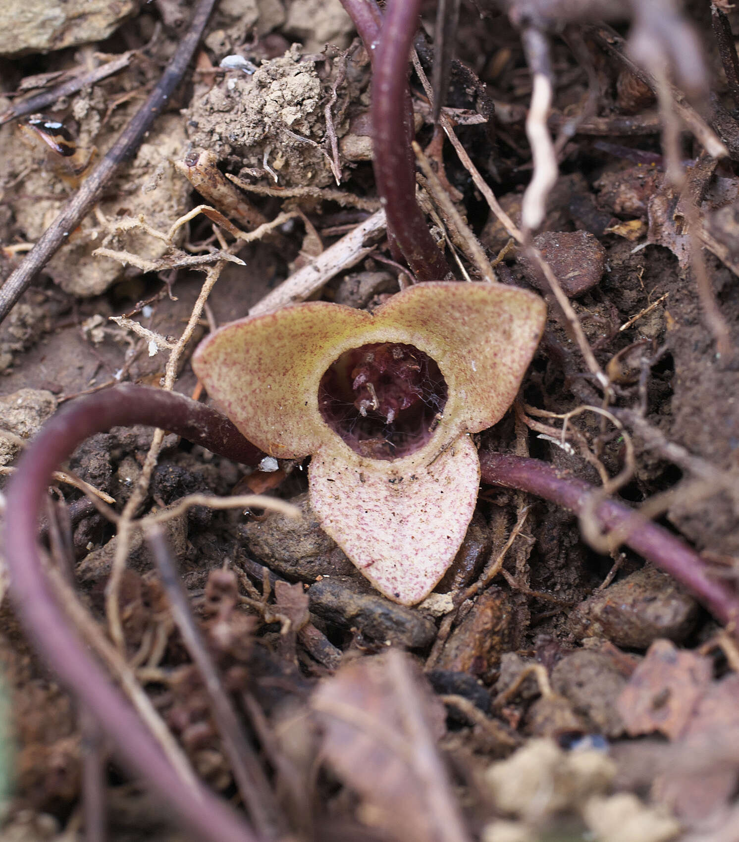 Image of Asarum fauriei var. takaoi (F. Maek.) T. Sugaw.