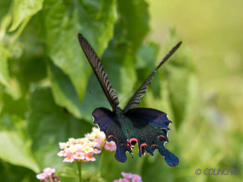 Image de Papilio dialis (Leech 1893)