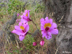 Image of Alstroemeria philippii Baker