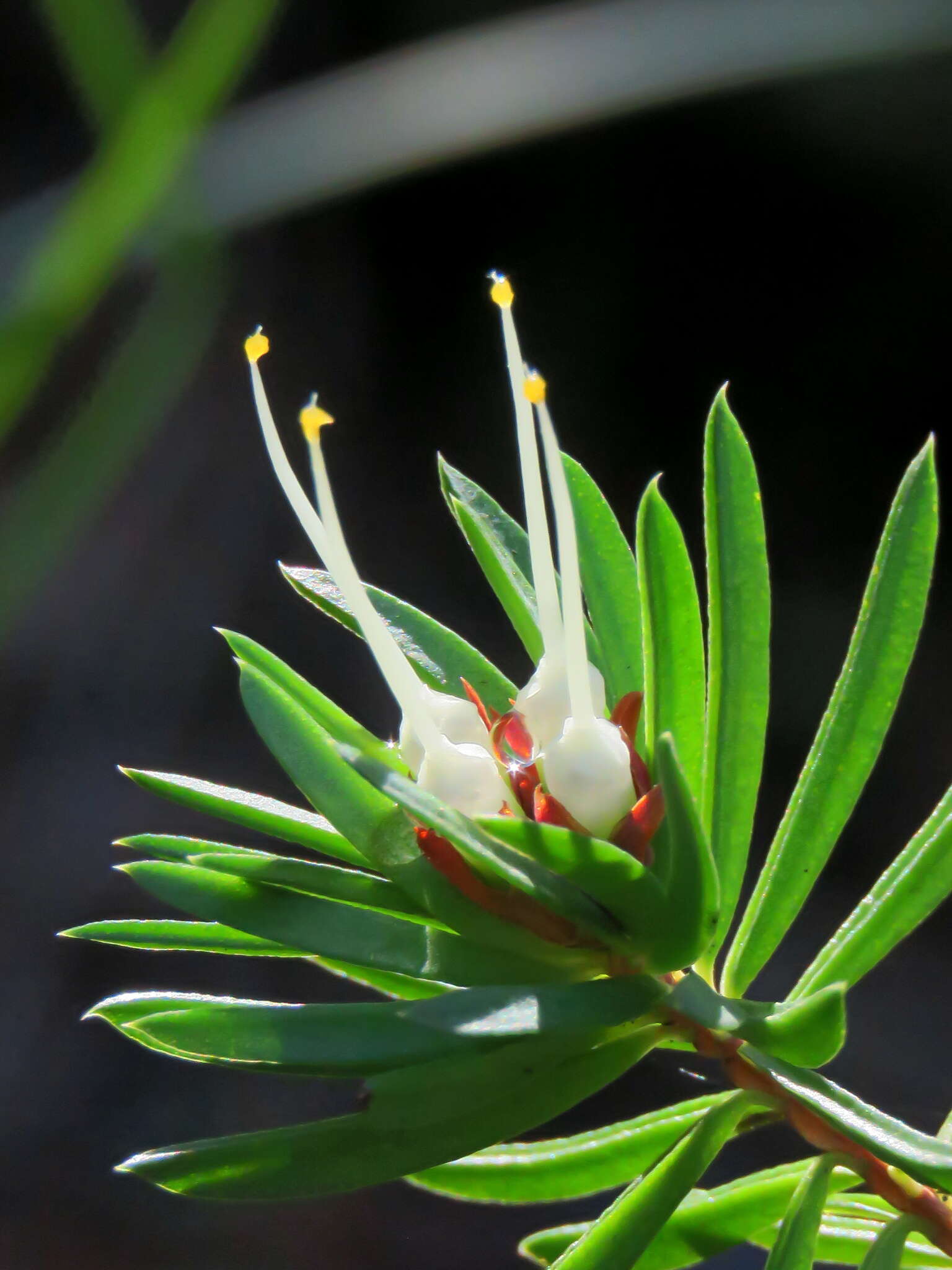 Image of Darwinia procera B. G. Briggs