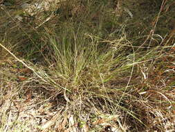 Image of Eragrostis spartinoides Steud.