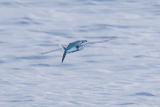 Image of Atlantic Flyingfish