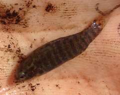 Image of Banded Pygmy Sunfish