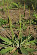 Image of Plantago depressa subsp. turczaninowii (Ganesch.) N. N. Tzvel.