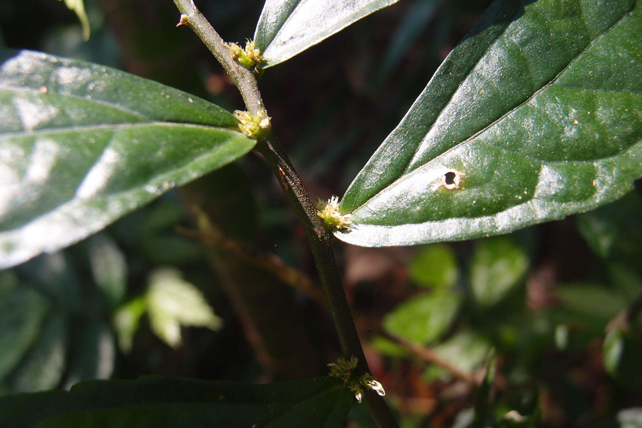 Image of Pellionia scabra Benth.