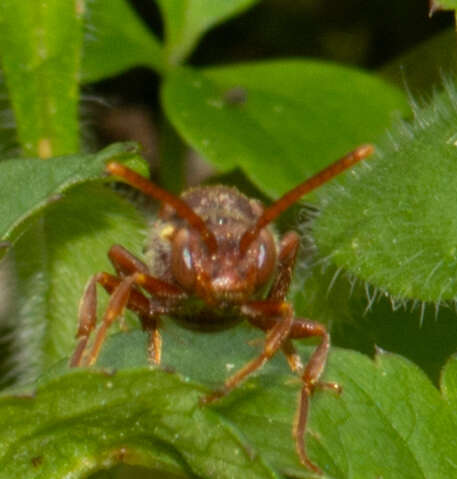 Image of Nomada imbricata Smith 1854