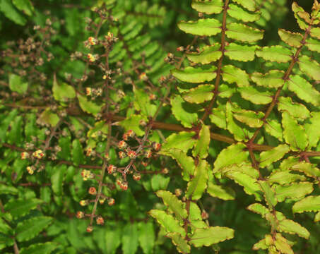 Image of Coriaria kingiana Col.