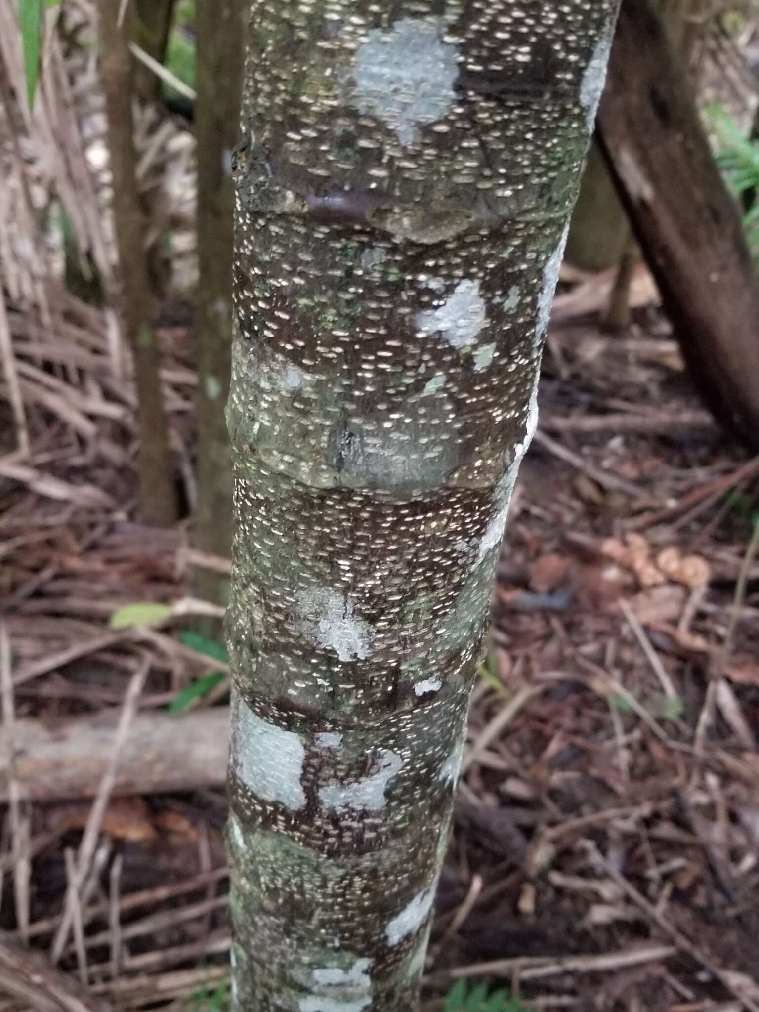 Image of macadamia nut