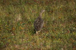 Image of <i>Lagopus muta komensis</i>