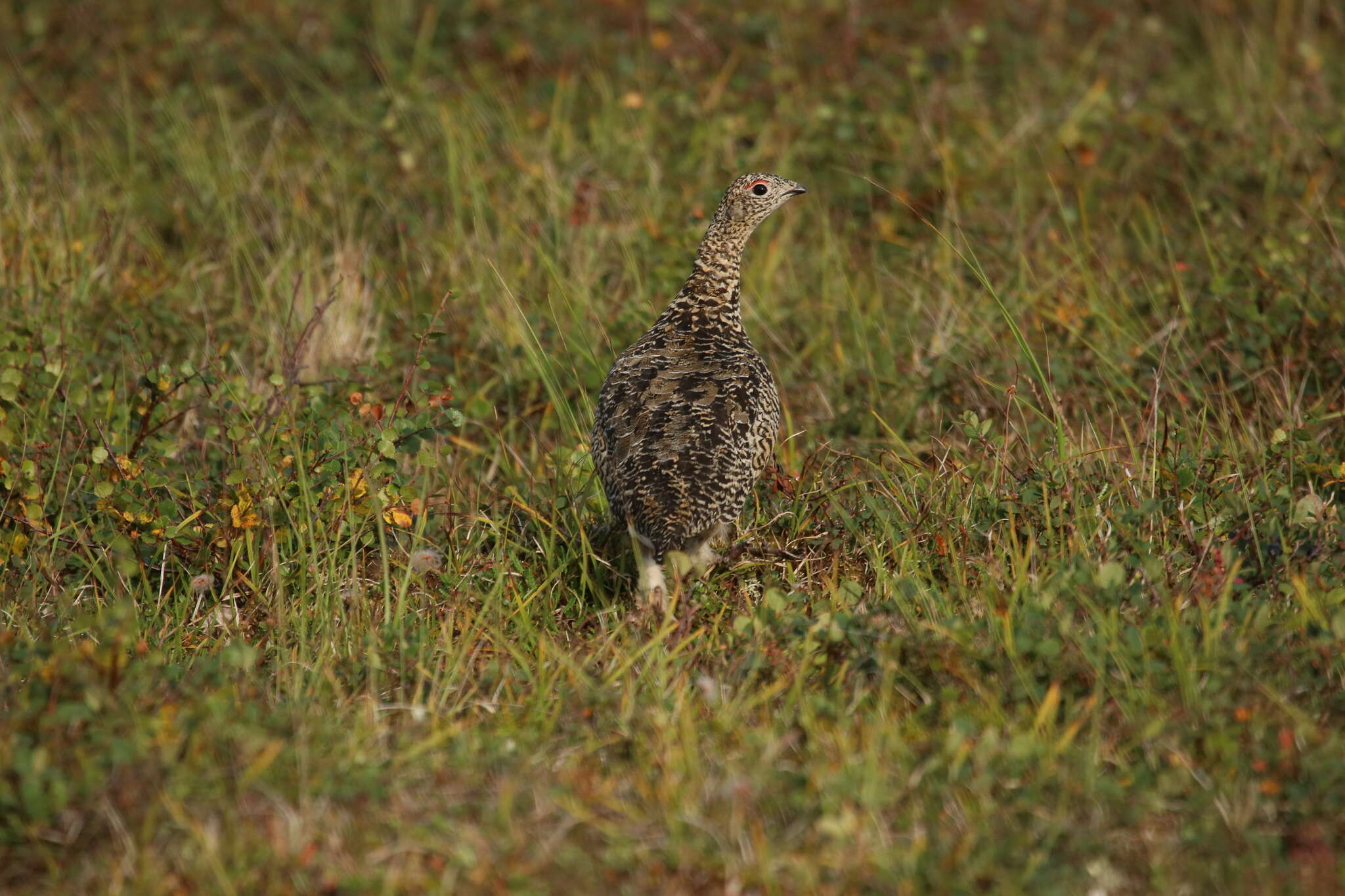 Imagem de <i>Lagopus muta komensis</i>