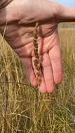 Image of narrow small-reed