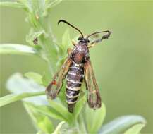 Image of Riley's Clearwing