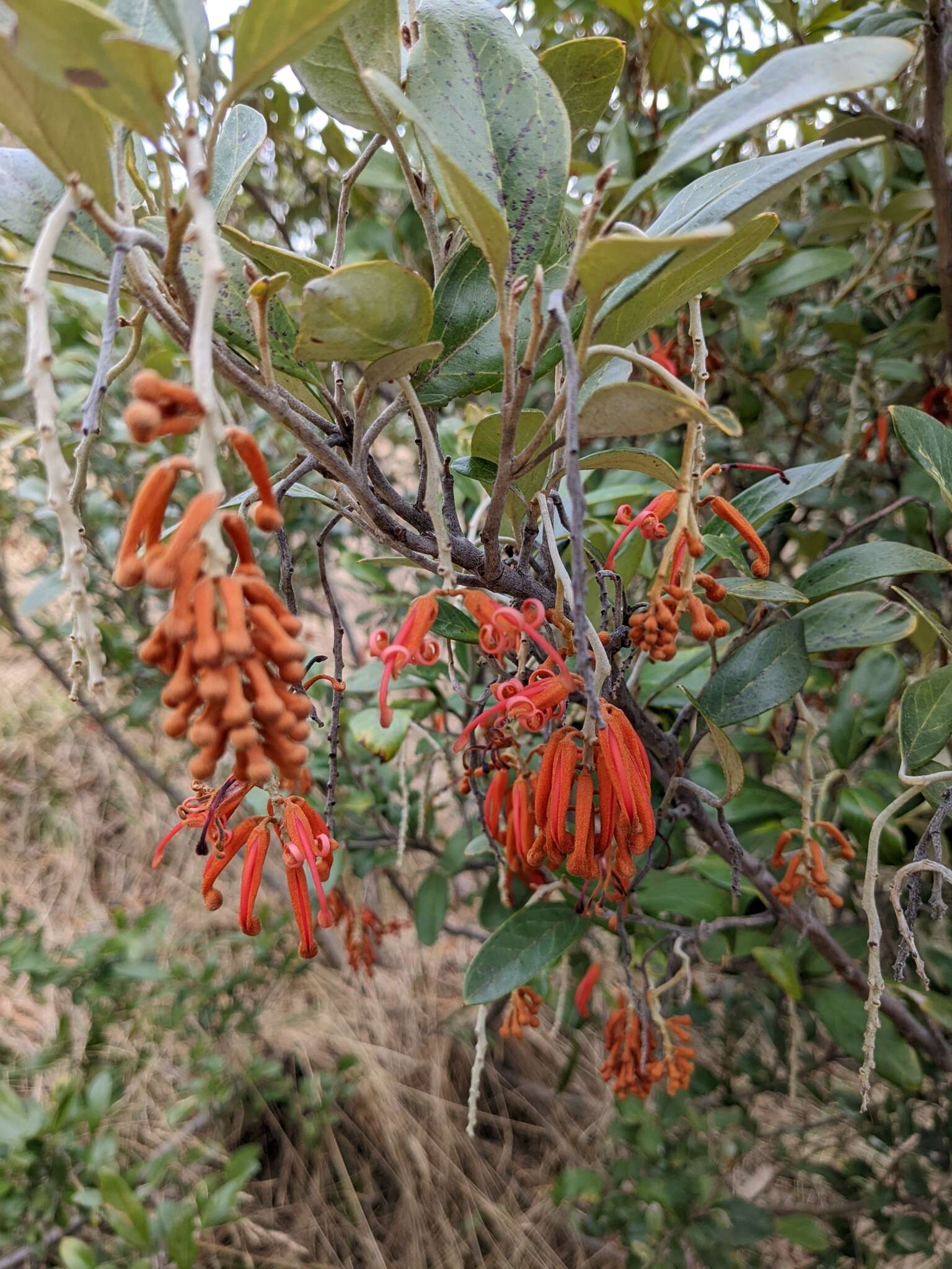 Image of Grevillea victoriae subsp. nivalis V. Stajsic & W. Molyneux