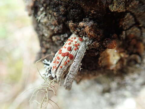 Image of Ramboldia gowardiana (T. Sprib. & M. Hauck) Kalb, Lumbsch & Elix